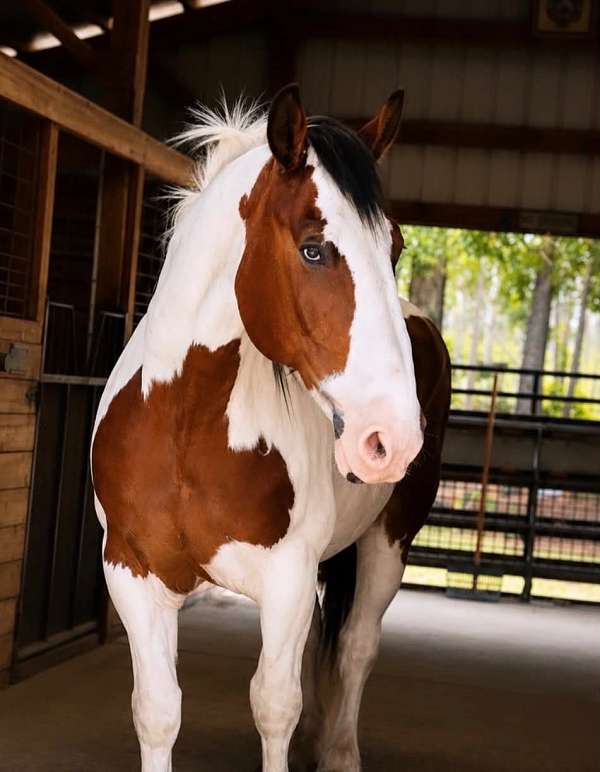 driving-draft-horse