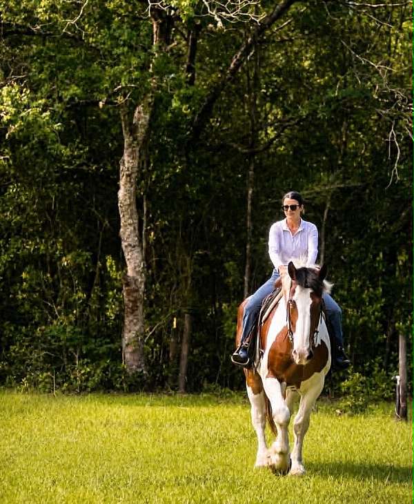 endurance-draft-horse