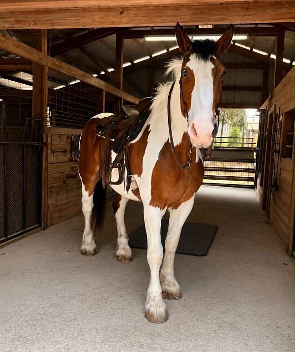 experienced-draft-horse