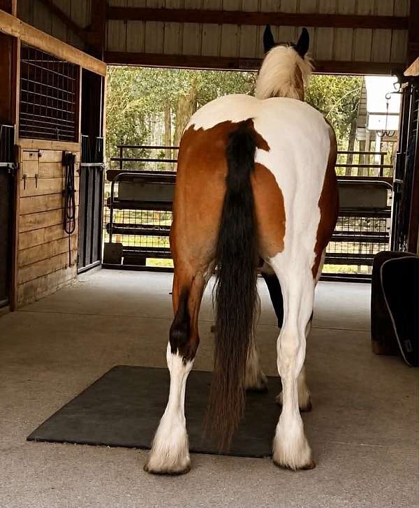 flashy-draft-horse