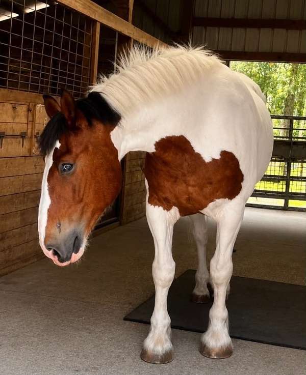 kid-safe-draft-horse