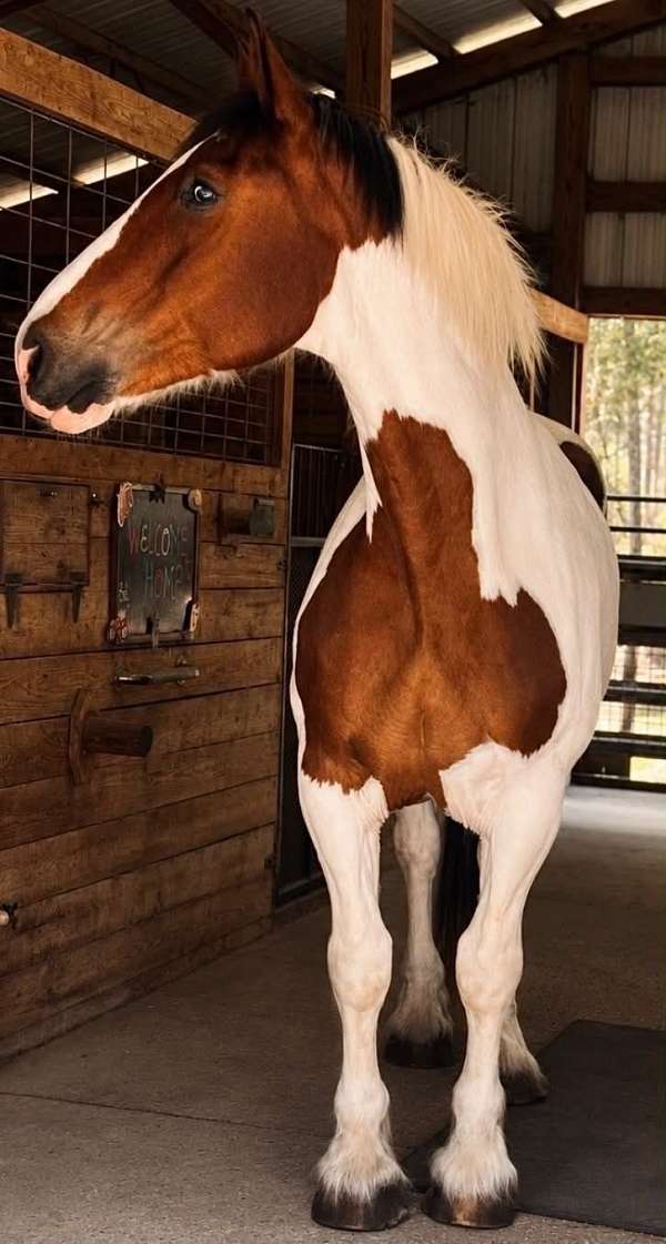 performance-draft-horse