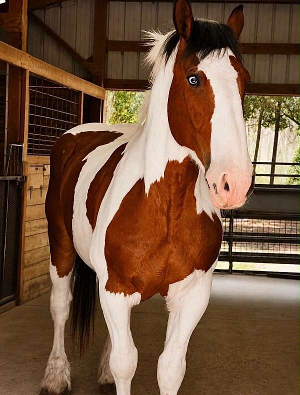 ranch-draft-horse