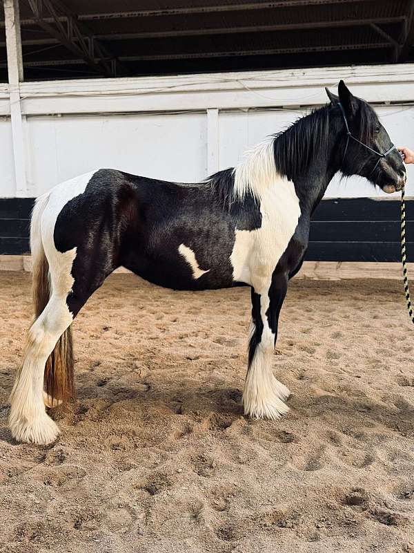 futurity-eligible-drum-horse