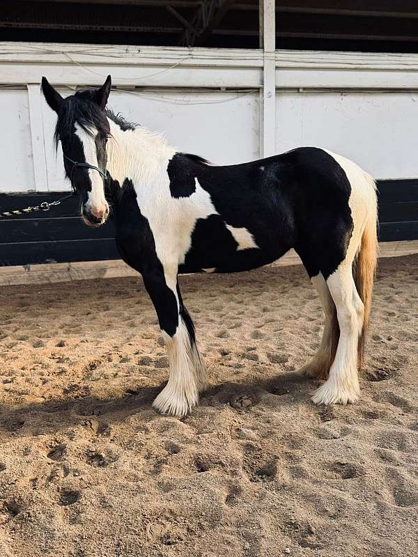 tobiano-drum-filly