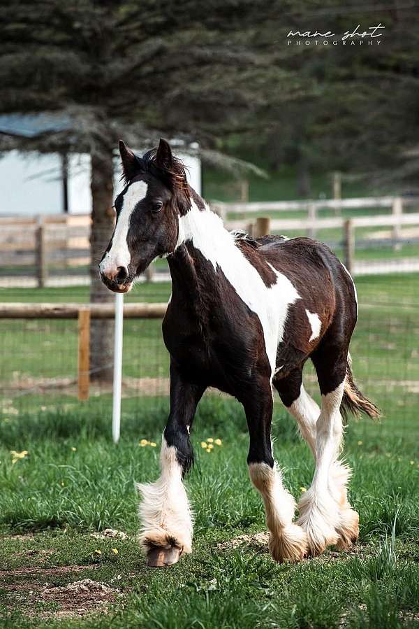 all-around-drum-horse