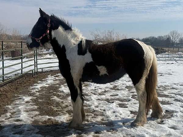 longe-line-drum-horse