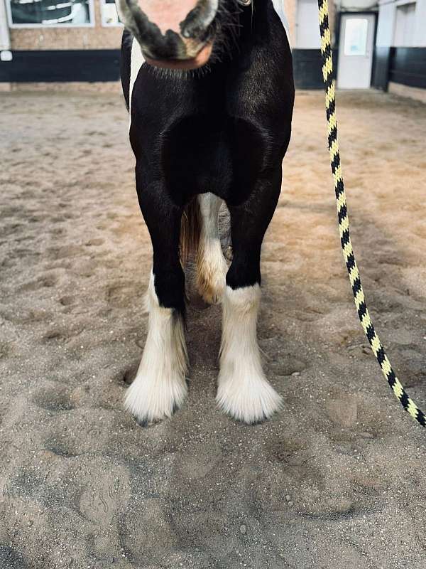 draft-drum-horse
