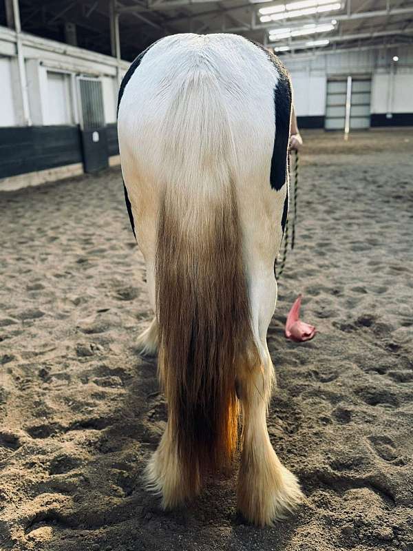 flashy-drum-horse