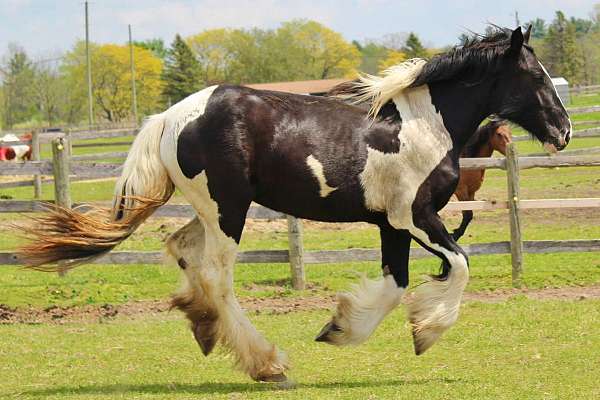 project-drum-horse