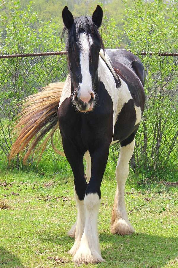 tobiano-all-around-horse