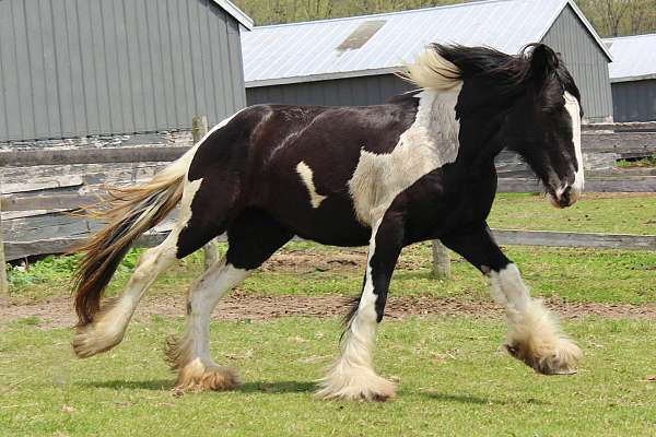 tobiano-athletic-horse