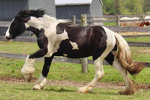 trail-drum-horse