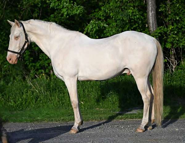 perlino-hunter-jumper-horse