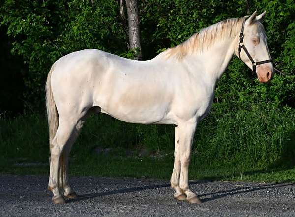 all-around-quarter-horse