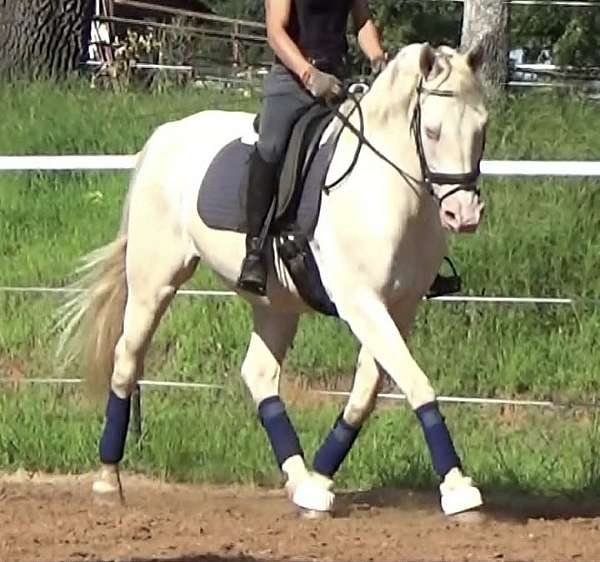 beginner-quarter-horse