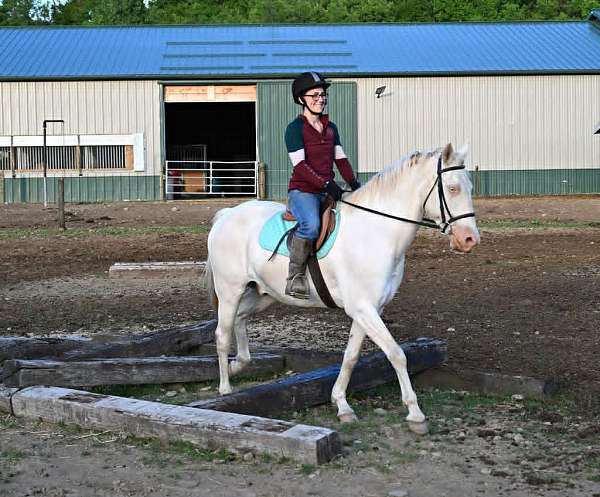 athletic-quarter-horse