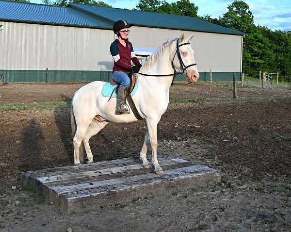 blue-eyed-quarter-horse
