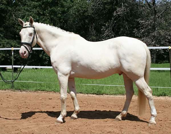 dressage-quarter-horse
