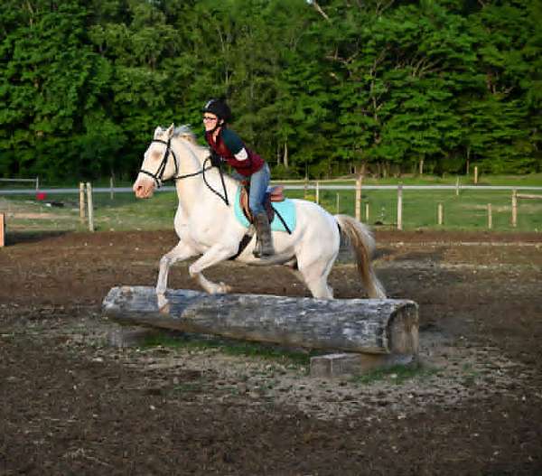 drill-team-quarter-horse