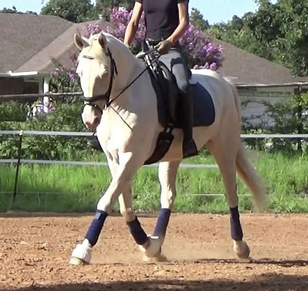 endurance-quarter-horse