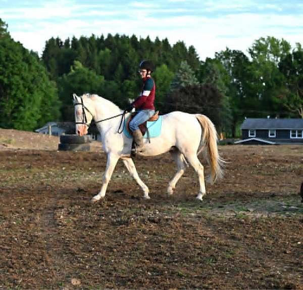 english-pleasure-quarter-horse