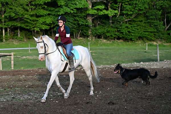 equitation-quarter-horse