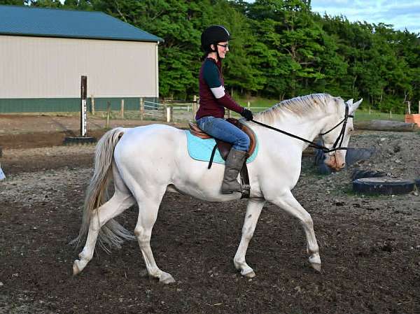eventing-quarter-horse