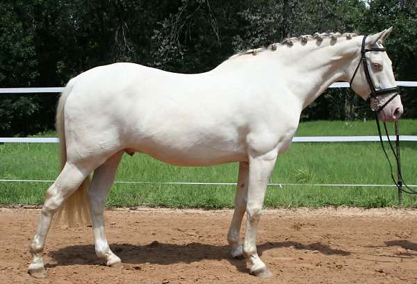 experienced-quarter-horse