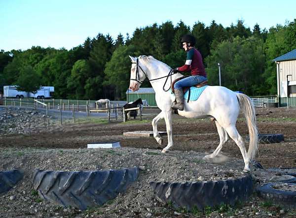 flashy-quarter-horse