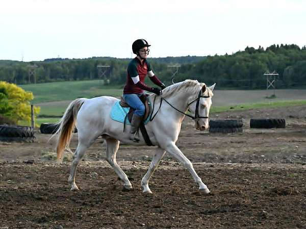 jumper-quarter-horse