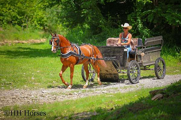train-morgan-horse