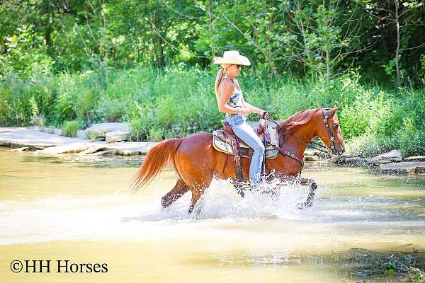 all-around-morgan-horse