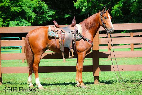 athletic-morgan-horse