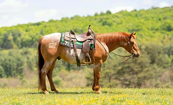 all-around-quarter-horse