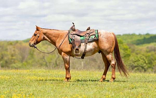 athletic-quarter-horse