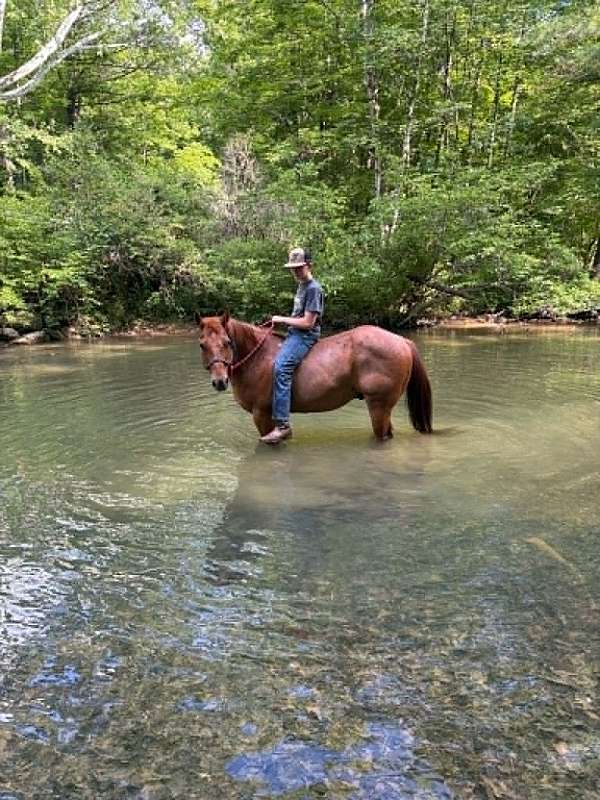 beginner-quarter-horse