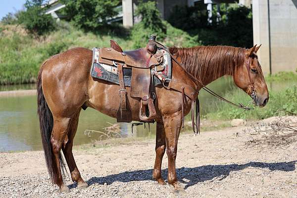 all-around-quarter-horse