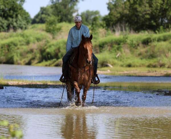 calf-roping-quarter-horse