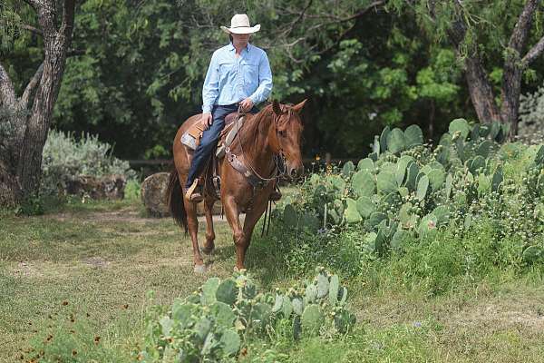 athletic-quarter-horse