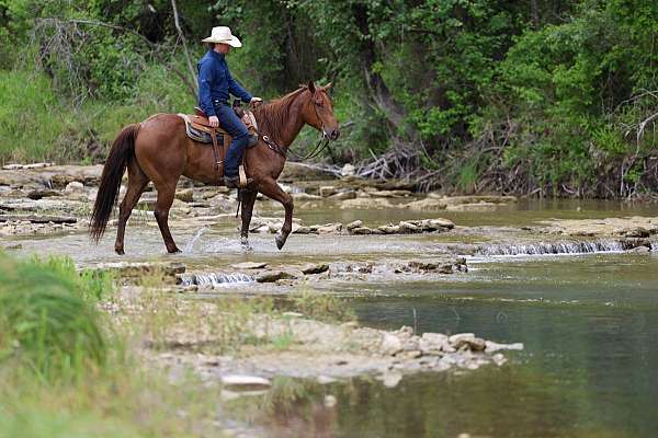 endurance-quarter-horse