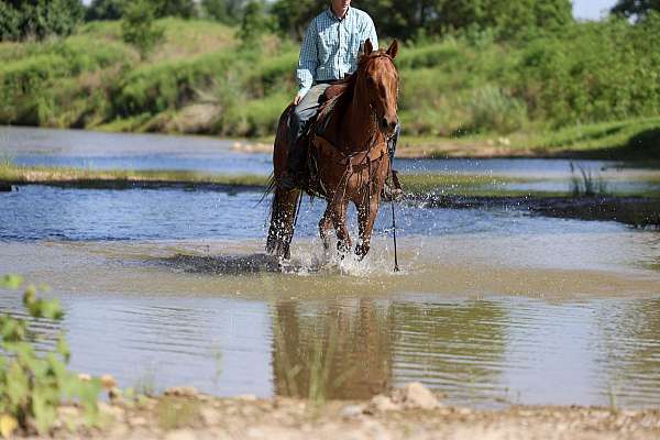 experienced-quarter-horse