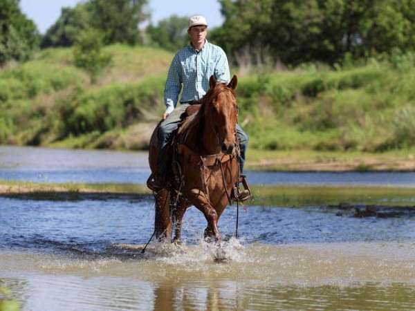 husband-safe-quarter-horse