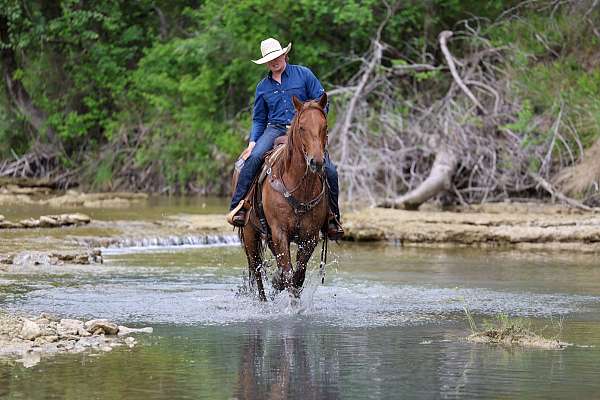 kid-safe-quarter-horse