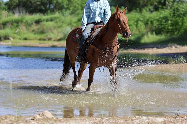 ranch-quarter-horse