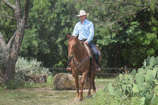 ranch-versatility-quarter-horse