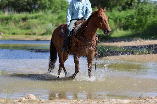 ranch-work-quarter-horse
