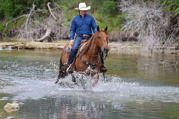 ridden-western-quarter-horse