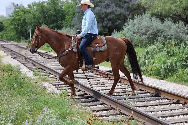 roping-quarter-horse