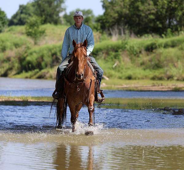 trail-quarter-horse